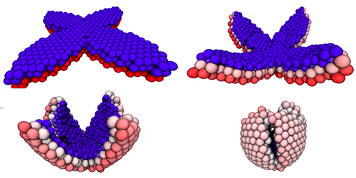 Sheets of liquid droplets can spontaneously and reversibly change their shape 