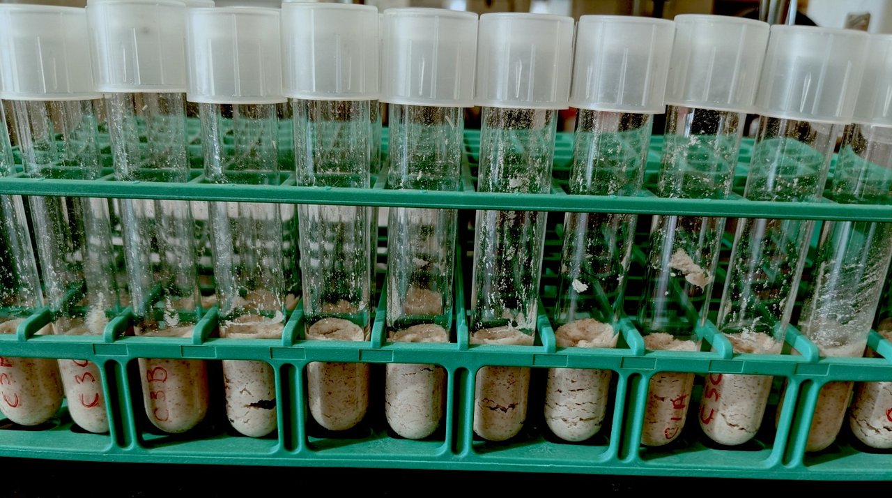 Vials of sourdough starters.
