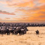 Wildebeest in Serengeti National Park (AdangRuj/Shutterstock.com)